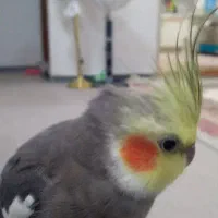 عروس هلندی گمشده|حیوانات|بندر ماهشهر, |دیوار