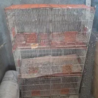 عروس هلندی جفت کن