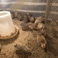 بلدرچین تخم گذار|حیوانات مزرعه|لیسار, |دیوار