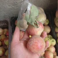 سیب|خوردنی و آشامیدنی|گلبهار, نوبهار|دیوار