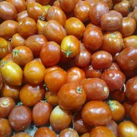 گوجه ربی
