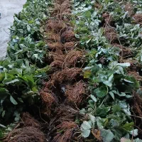 نشا توت فرنگی