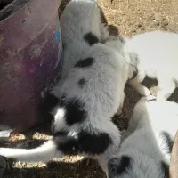واگذاری ۳ تا توله قهدرجانی بته دار لاس