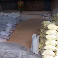 فروش ذرت،جو،سویا ،سبوس،کنجاله کلزاو کنسانتره