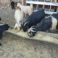 بز گوسفند