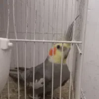 عروس هلندی بالغ سخنگو