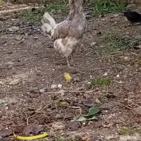 تخم مرغ گلین طوسی اصیل|حیوانات مزرعه|رضوانشهر, |دیوار