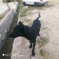 سگ نگهبان|سگ|یاسوج, |دیوار
