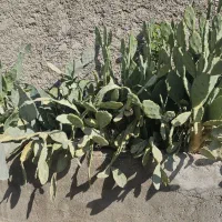 گل کاکتوس|گل و گیاه طبیعی|ری, شهید غیوری (ابن باویه)|دیوار