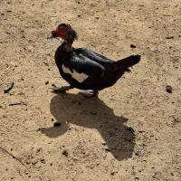 اردک اسرائیلی نر