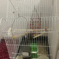 عروس هلندی با تمام وسایل