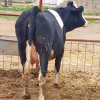 گاو|حیوانات مزرعه|ماهیدشت, |دیوار