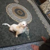 اشپیزپامر|سگ|بندرعباس, |دیوار