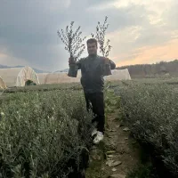 نهال اصلاح شده|گل و گیاه طبیعی|رشت, پل تالشان|دیوار