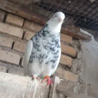 نر طوقی|پرنده|دزفول, |دیوار