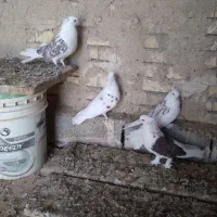 کبوتر دوکت کاکلی خوشگل درشت دوجفت