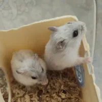 همستر|موش و خرگوش|بندرعباس, |دیوار