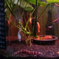 آکواریوم با وسایل