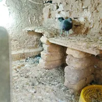 کفتر  پولکی هوای|پرنده|تربت‌حیدریه, رضاشهر|دیوار