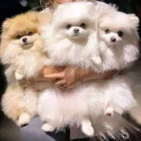 پاممراننین وارداتی یه وجبی|سگ|تهران, جوانمردان (اندیشه)|دیوار