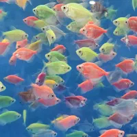 آکواریوم جزیره.ماهی جدید رسید ۱۴۰۴/۸/۱