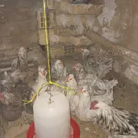 تخم مرغ گلین خال سوزنی و طوسی|حیوانات مزرعه|فرخ‌شهر, |دیوار