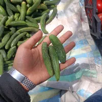 خیار خیارشوری