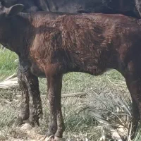 گاو گوساله گوسفند بز بره گاومیش در شادگان|حیوانات مزرعه|شادگان, |دیوار