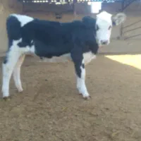 گوساله سیمینتال ماده