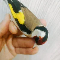 سهره سفید چهار گل خال حلب