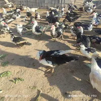 فروش مرغ خروس اوردک روسی غوغاز در خدمتیم|حیوانات مزرعه|بجنورد, |دیوار
