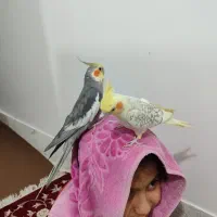 گمشده محدوده مدرسه شبانه روزی شهرسیدان
