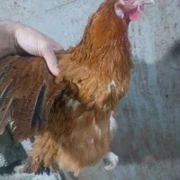 مرغ محلی تخمگذار