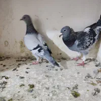 جوجه کبوتر آلمانی مسافتی پلاکی|پرنده|چناران, |دیوار
