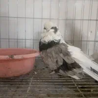 کبوتر نوک قنار|پرنده|آق قلا, |دیوار