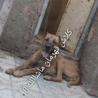 باسلام یک عدد سگ فروشی هست کسی خاست قمت مناسب