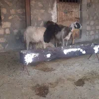 یک شک یک میش