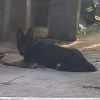 سگ ژرمن گمشده|حیوانات|رشت, سلیمانداراب|دیوار