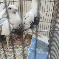 کفتر جفتگاه سینه مشهدی ترک سفیدخارجی کله سرخ نر|پرنده|مشهد, کوشش|دیوار