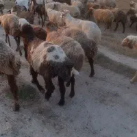 گوسفند کشتاری