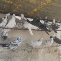 کفتر پرشی
