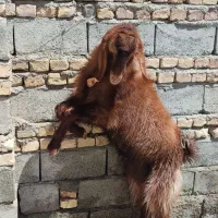 فروش پاچن هیکلی خانگی