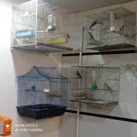 سهره قناری|پرنده|ایلام, |دیوار