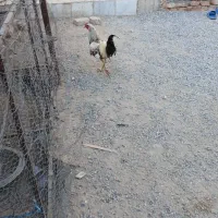 خروس|حیوانات مزرعه|ایرانشهر, |دیوار