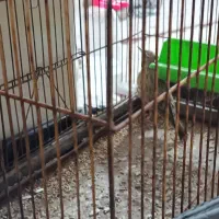 سهره خاکی|پرنده|پاسارگاد, |دیوار