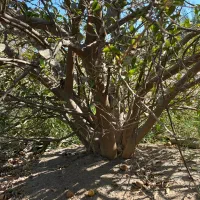 خریداری چوب تروخشک بریده نیریده