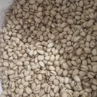 پسته کله قوچی امسال