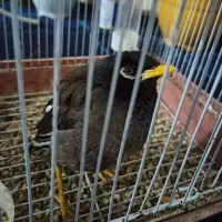 پرنده|پرنده|اسفراین, |دیوار