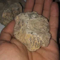 سنگ شجر فسیلی دونه ای ۵۰|کلکسیون اشیاء عتیقه|کرمان, |دیوار