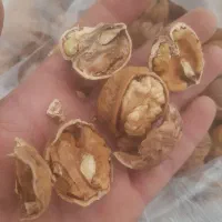 گردو پوست کاغذی بجنورد